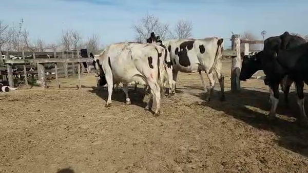 Lote Est. Don Osvaldo - Produccion