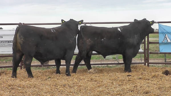 Lote "Toros ""SANTA ROSA"""