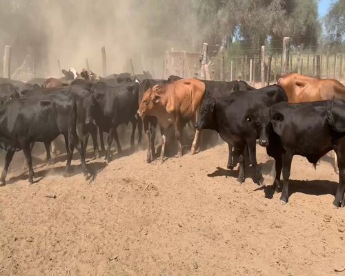 Lote 60 Novillitos en Juan José Castelli, Chaco
