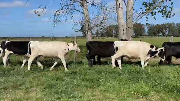 Lote 12 Novillos HOLANDO Y CRUZAS 260kg - , San José