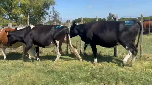 Lote 4 Vaquillonas , San José