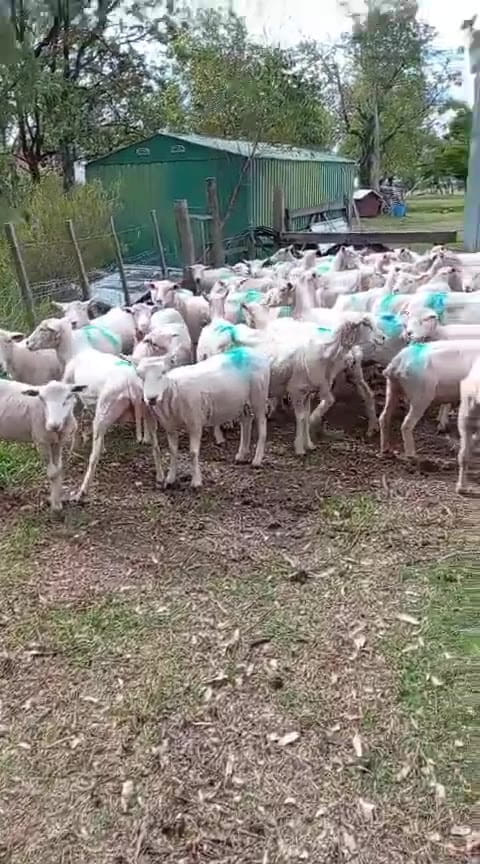 Ovejas