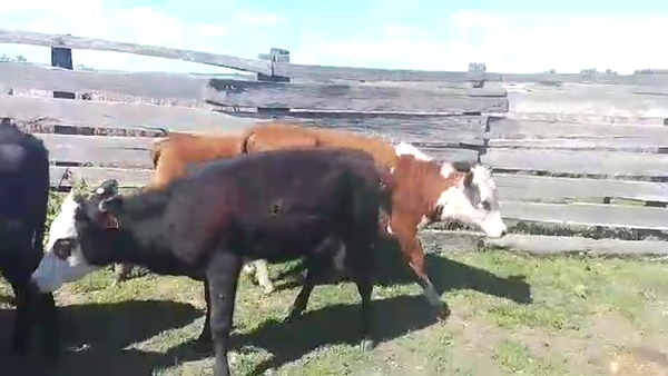 Lote 6 Terneras AB HE 160kg - , San José