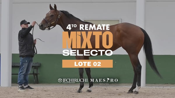 Lote MIAMI FEVER
