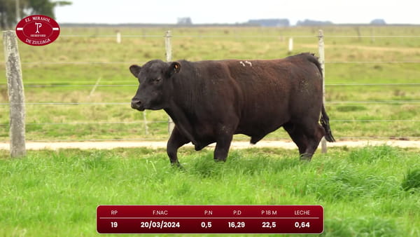 Lote Angus