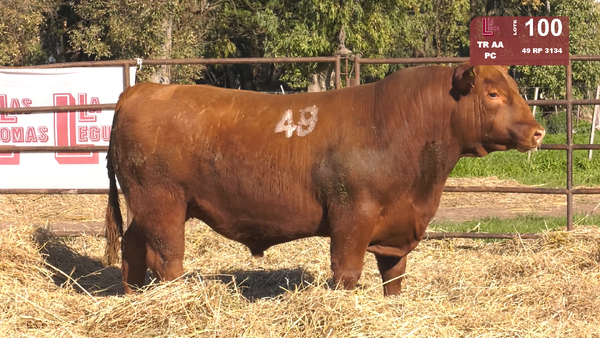 49 3134 — TOROS ANGUS COLORADOS  PC