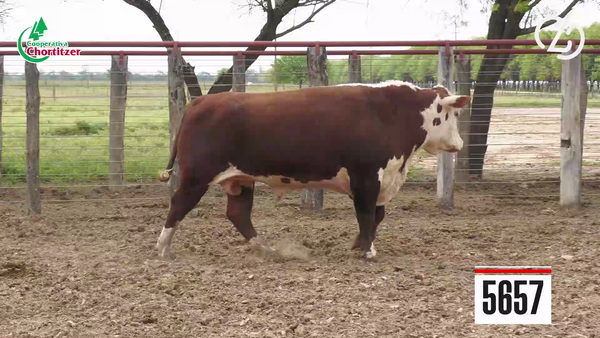Lote Hereford