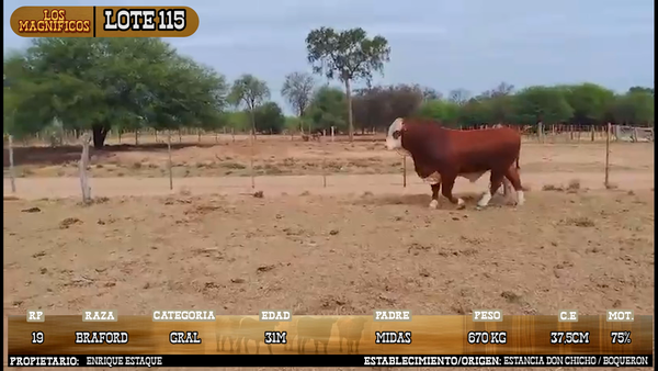 Lote LOTE 115 - VIVO