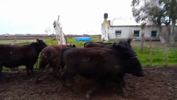 Lote 14 Novillitos en Carlos Casares, Buenos Aires