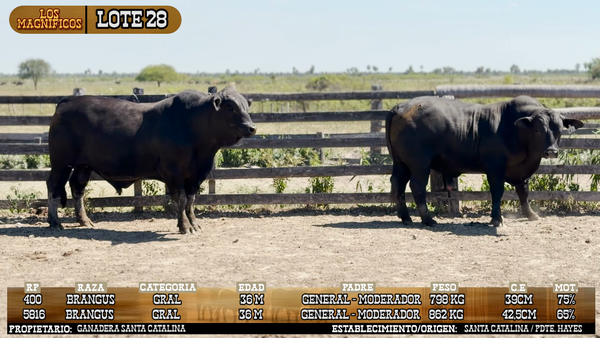 Lote LOTE 28 - PANTALLA