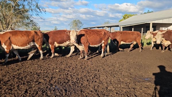 Lote 76 Vacas