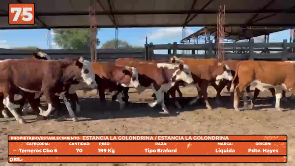 Lote LOTE 75