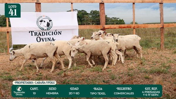 Lote LOTE 41 - POR PANTALLA