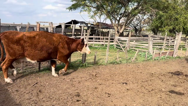 Lote VACAS PREÑADAS