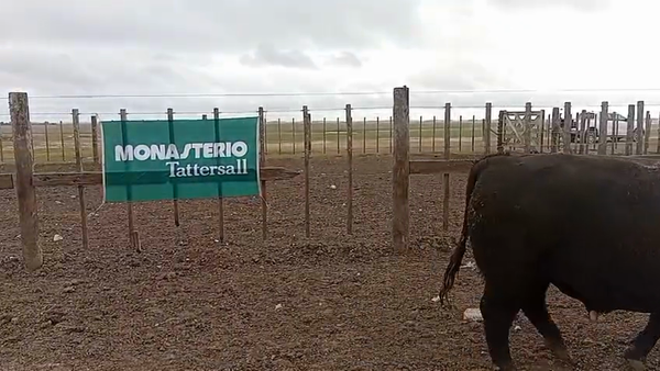Lote Toros