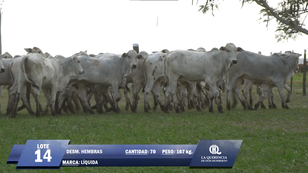 Lote Lote 14