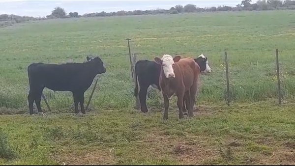 Lote (Vendido)3 Novillos 1 a 2 años HEREFORD/ ANGUS 360kg -  en COLONIA ESTRELLA