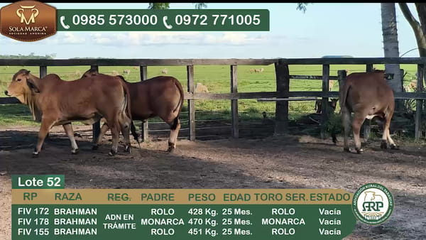 Lote 3 Hembras BRAHMAN, Ñeembucú