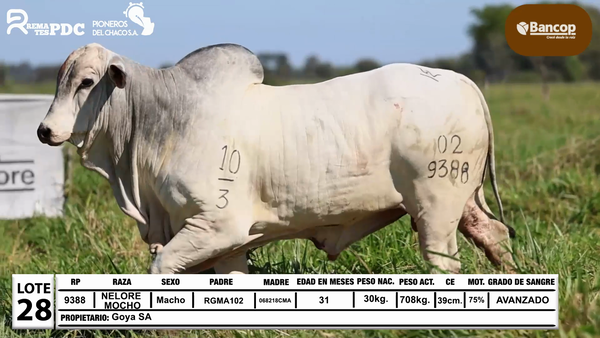 Lote Lote 28