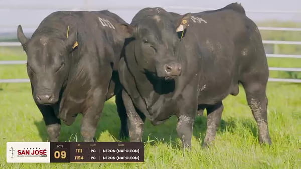 Lote Lote 09