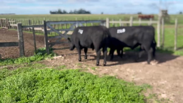 Lote ESCUELA AGRARIA LA CAROLINA