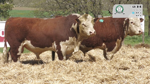 Lote TOROS PUROS REGISTRADOS