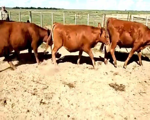 Lote 58 Novillos en Canals, Córdoba