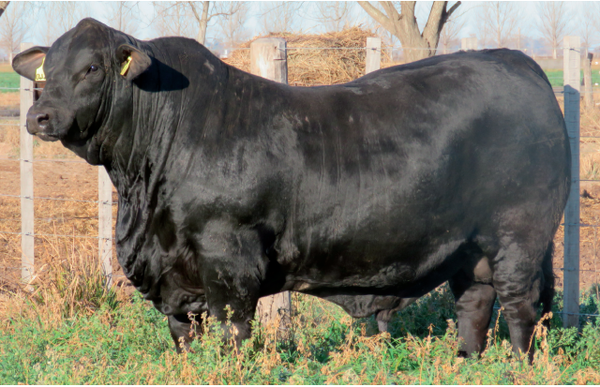 Lote Toros  Brangus -  Don Pedro