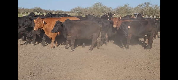Lote 35 Vacas de invernar en Villaguay, Entre Ríos