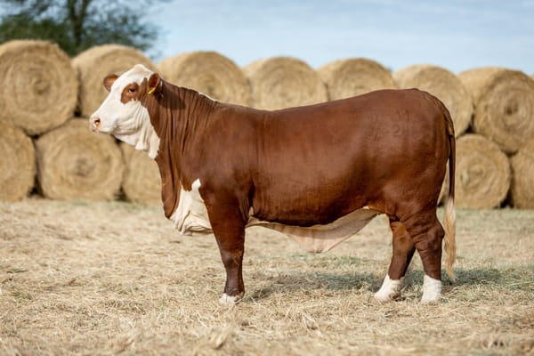 Lote Reproductores Altohondo - Lote 33