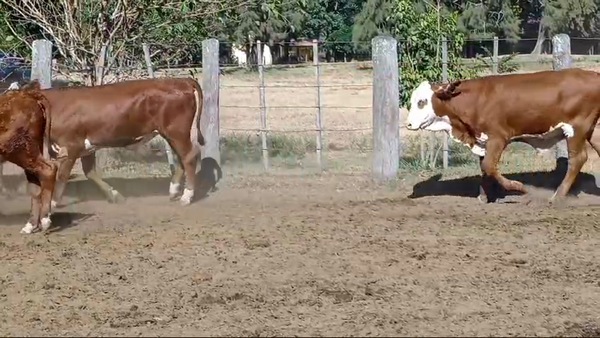 Lote 28 Novillitos