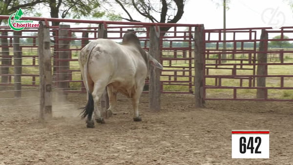 Lote Brahman