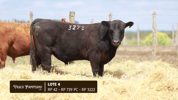 Lote TOROS PPI Y SA ABERDEEN ANGUS