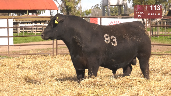 93 4159 — TOROS ANGUS NEGROS  PC