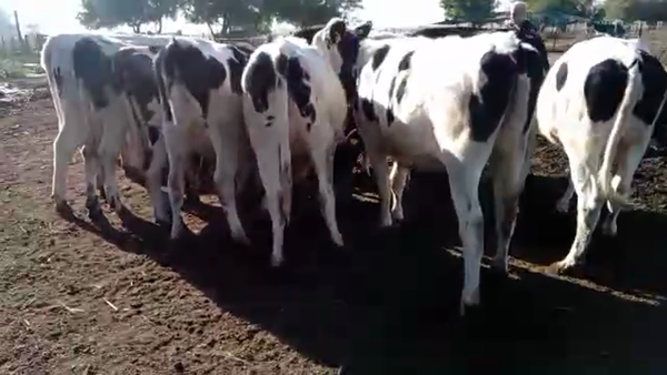 Lote Milone - Ternera Rp 448