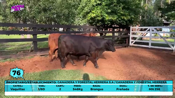 Lote LOTE 76- EN VIVO