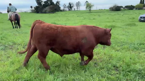 Lote La Margarita RP 1314