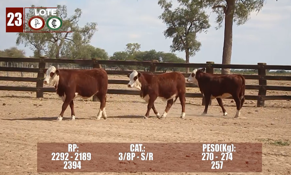 Lote Lote 23