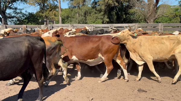 Lote 43 Vacas de invernar en Corrientes, Nueve de Julio