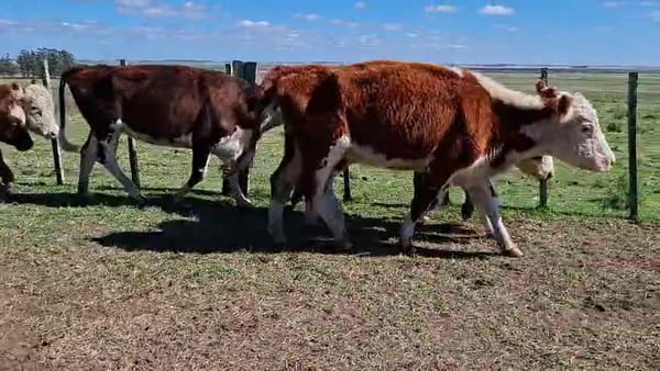 Lote PIEZAS DE CRIA