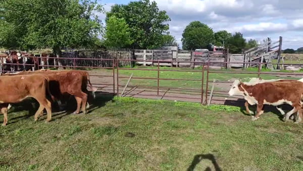 Lote 65 Terneros/as en Corrientes, Curuzú-Cuatiá