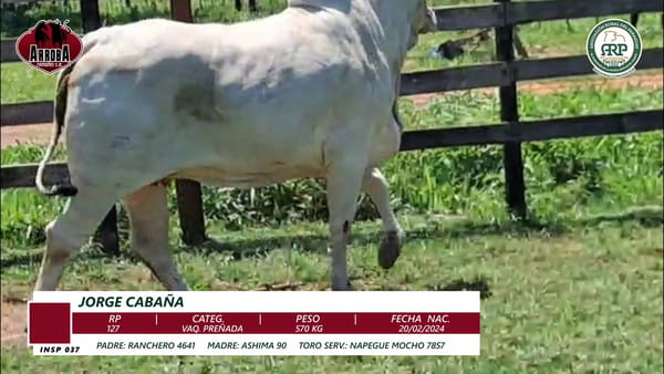 Lote VAQ. PREÑADA