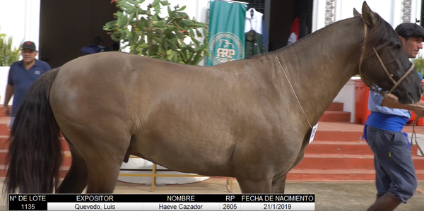 Lote CRIOLLOS EXPO INTERNACIONAL 2022 RP 2605- LOTE 13
