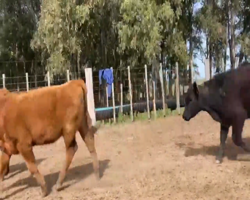 Lote (Vendido)23 Terneros AA 131kg -  en SAN GRGORIO