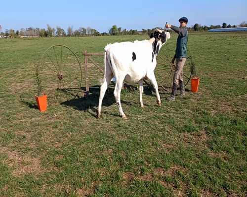 Lote Lote 96 Sonia Fux