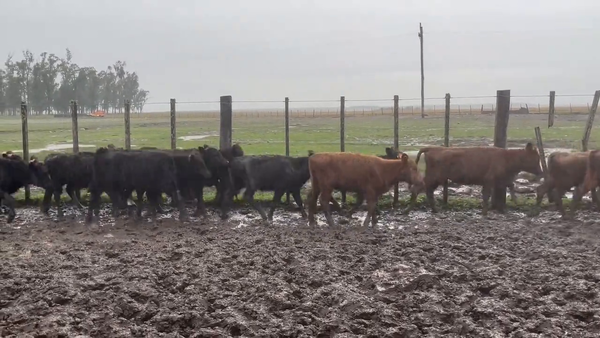Lote Terneros + terneras