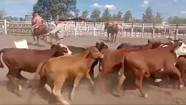 Lote 100 Terneros/as en San Francisco, Córdoba