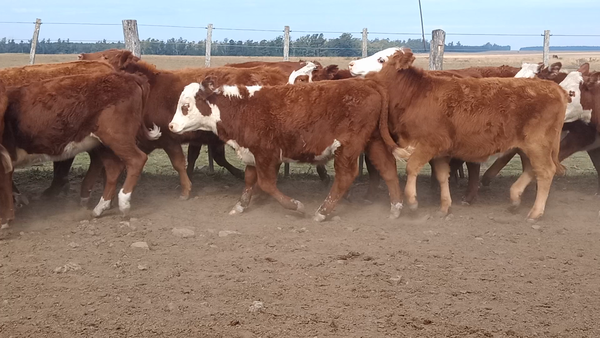 Lote 65 Terneros/as en Corrientes, Curuzu Cuatia