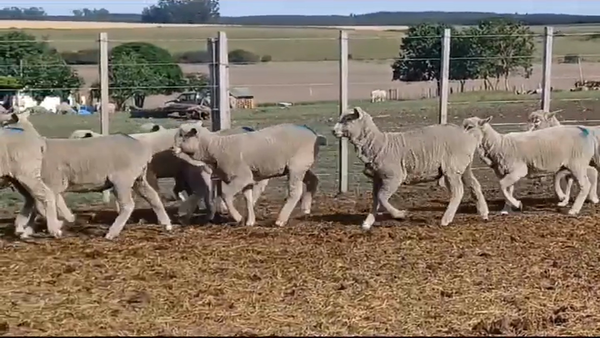 Lote (Vendido)15 Corderos CORRIEDALE 30kg -  en COQUIMBO