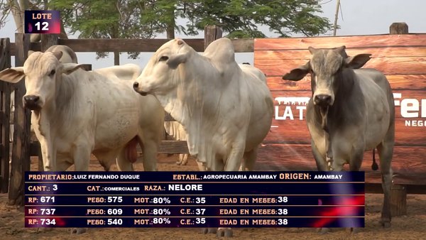 Lote AGROPECUARIA AMAMBAY - LOTE 12